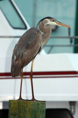 IMG_0076_GreatBlueHeron