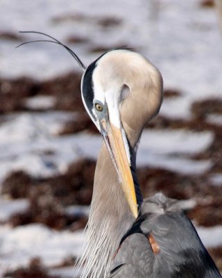 IMG_0178_GreatBlueHeron