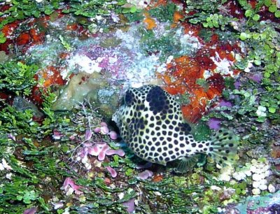 P1010060a_SpottedTrunkfish.jpg