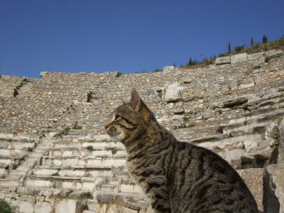 Odean Cat in Ephesus