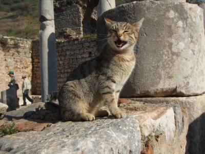 Ephesus latrine cat