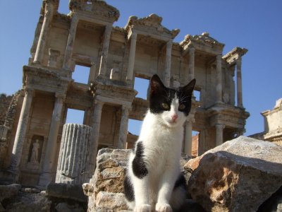 Library Cat at Ephesus