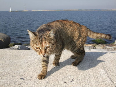 Izmir harbor cat, personality 1
