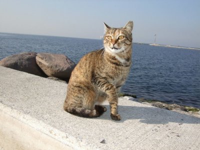 Izmir harbor cat, personality 2