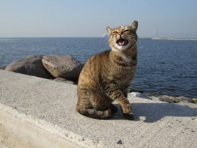 Izmir harbor cat, personality 3