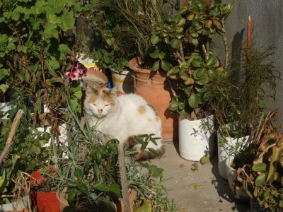 Village cat with flower pots