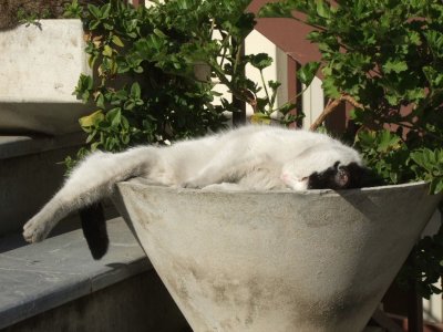 Museum cat sleeping in a planter