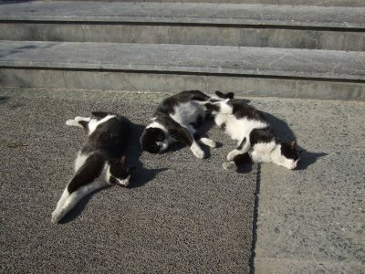 And more museum cats...Dominoes!