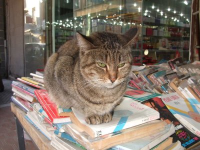 Bookworm cat in the bazaar