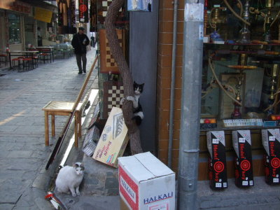 Bizarre cats in the bazaar