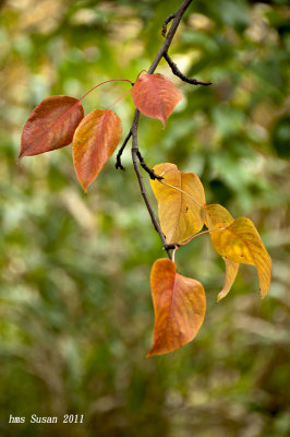 DSC_1024_rs.jpg