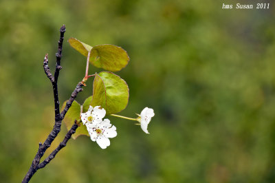 DSC_0045_rs.jpg