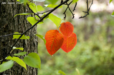 DSC_0144_rs.jpg