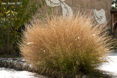 DSC_0182_rs.jpg