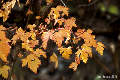 DSC_0731_rs.jpg