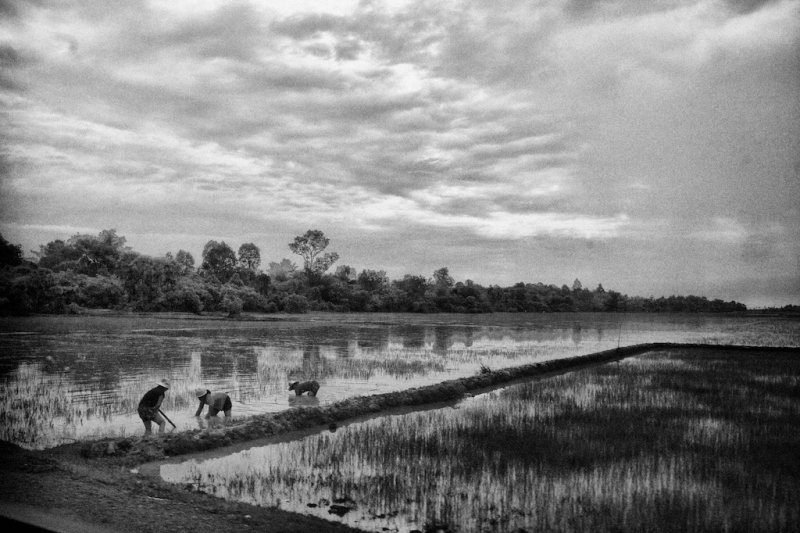 Cambodian Rice Field