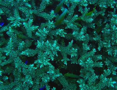 Snowflake Coral