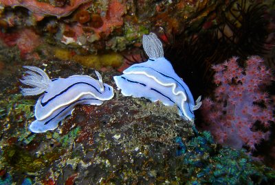 Nudibranchs In Pair