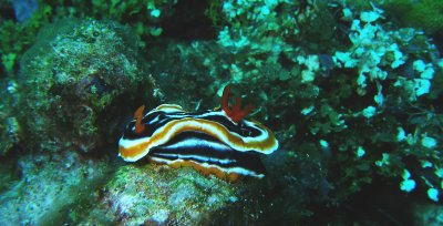 Another Nudibranch