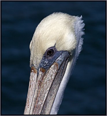The Eye OF The Pelican