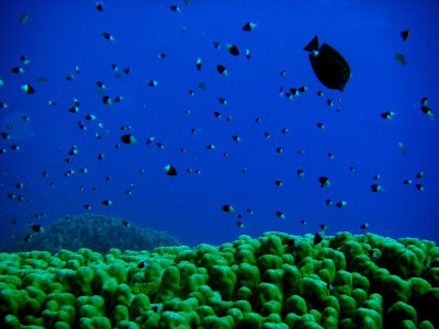 Half and Half Chromis and a Black Surgeonfish