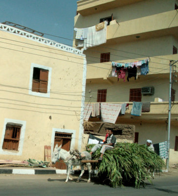 Cart in Cairo