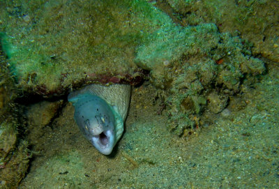 Grey Moray