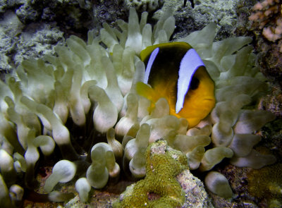 Red Sea Anemonefish