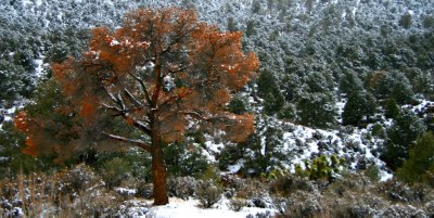 Tree at Walker's Pass