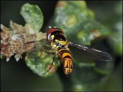 Syrphid Fly, Allograpta obliqua, male