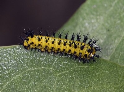 Ceanothus SilkMoth, larva