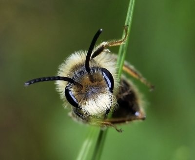 Mining Bee, male
