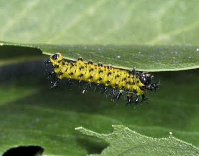 Ceanothus SilkMoth, larva