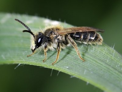 Mining Bee, male