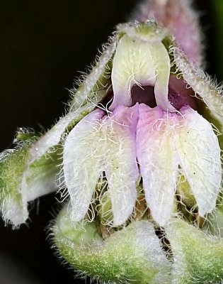 Plant Porn: Bugs' eye view of a Delphinium