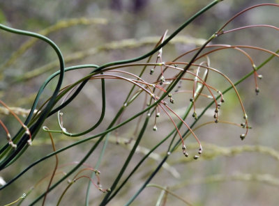 Naked-stemmed Buckwheat, Eriogonum nudum