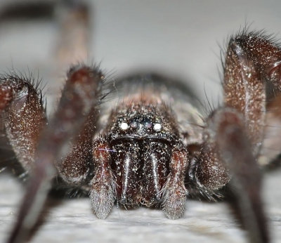 House Spider, female