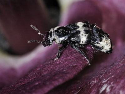 Hairy Rove Beetle, Creophilus maxillosus