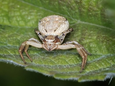 Crab Spider, sp