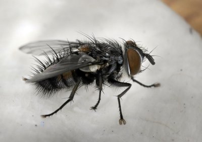 Tachina Fly