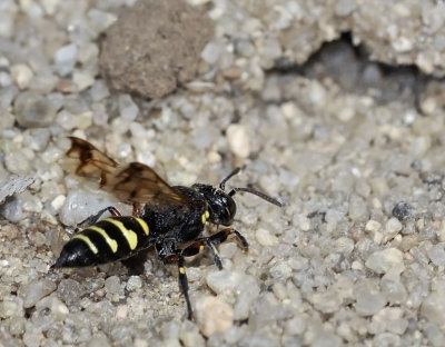 Sand Wasp, Bembix sp, female