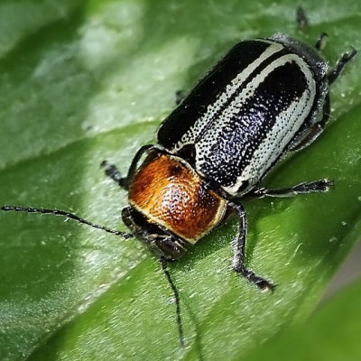 Scriptured Leaf Beetle, Cryptocephalus sp