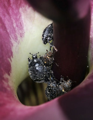 Carpet and Clown Beetles