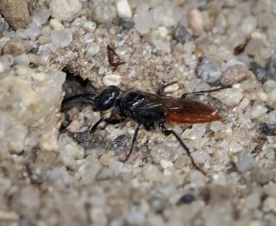 Sand Wasp, Dryudella sp, female