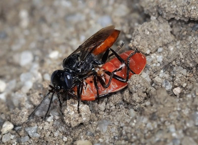 Sand Wasp, Dryudella sp, female