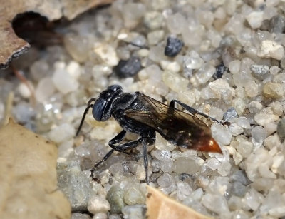 Sand Wasp, D2A