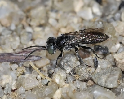 Sand Wasp, D2B