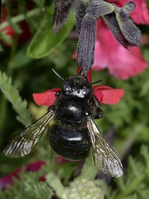 Black Carpenter Bee