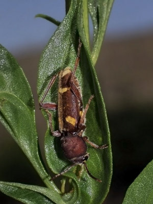 Willow Borer, Xylotrechus insignis