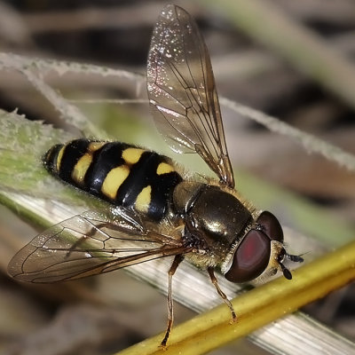 Syrphid Fly, Eupeodes sp, male